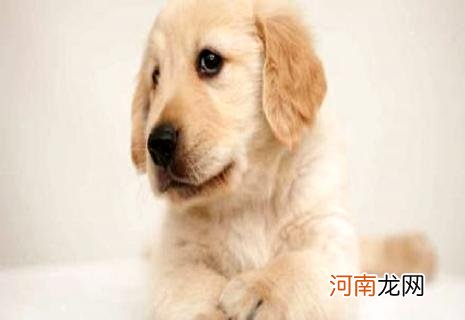 给狗打一针狂犬疫苗多少钱？