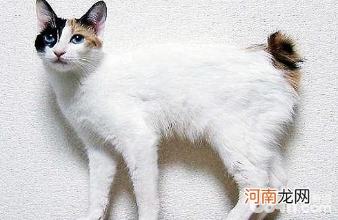 日本短尾猫好吗？日本短尾猫介绍