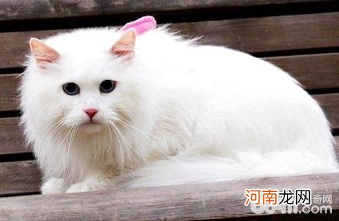 山东狮子猫掉毛怎么办？山东狮子猫掉毛原因有哪些？