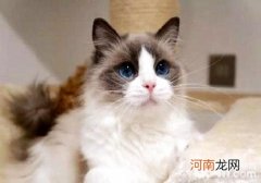 布偶猫怎么看品相？布偶猫品相鉴定