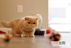 加菲猫性格怎么样？加菲猫好养吗？