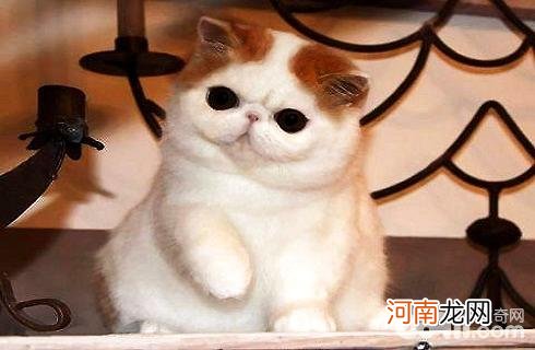 加菲猫性格怎么样？加菲猫好养吗？