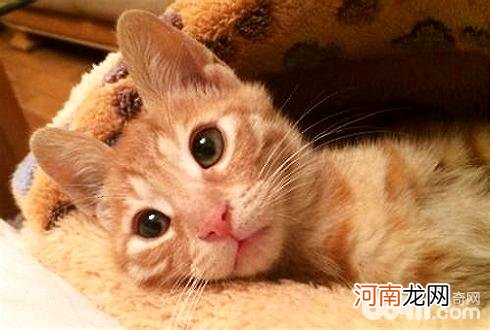 猫的尾巴有什么作用？猫咪尾巴作用