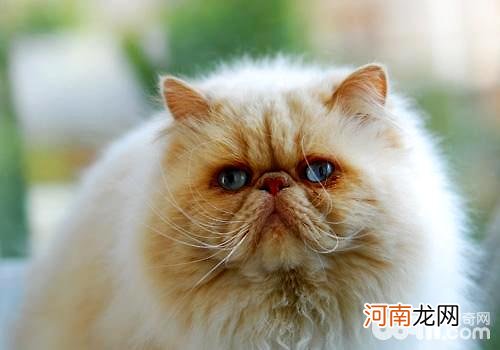 波斯猫和加菲猫有什么区别？波斯猫和加菲猫的区别介绍