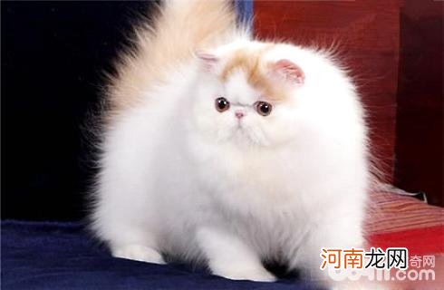 波斯猫什么价格？