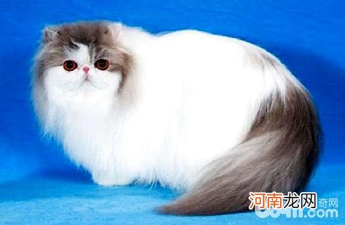 波斯猫什么价格？