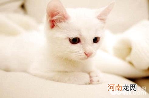 土猫和品种猫有什么区别？土猫和品种猫区别