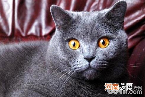 猫在哪个国家受到严格保护？