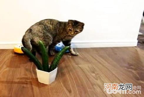 猫为什么怕黄瓜 猫真的怕黄瓜吗