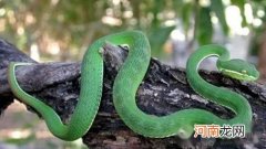 中国的十大剧毒蛇类有哪些