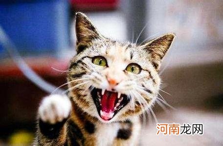 被猫咬了怎么办？被猫咬了紧急处理措施