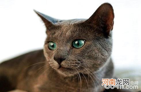 俄罗斯蓝猫性格好吗？俄罗斯蓝猫性格介绍