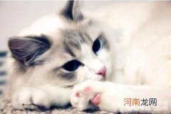 仙女猫多少钱一只？仙女猫价格盘点