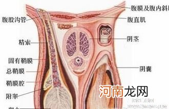 睾丸萎缩要做哪些检查？睾丸萎缩确诊的方法介绍