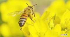 这些症状提醒你可能患有花粉过敏