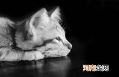 备孕期间可以养猫吗