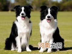 为什么边境牧羊犬这么招人喜欢？边境牧羊犬多少钱？