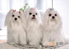 马尔济斯犬多少钱？为什么养它们的人不多？