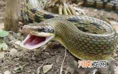 沾毒必死 中国十大毒蛇，眼镜王蛇蛇中煞星