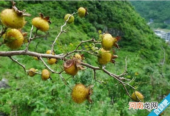 刺梨的功效和食用方法