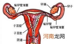 输卵管堵塞有什么样症状？输卵管堵塞会导致月经不来吗