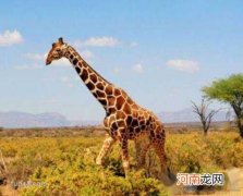 6.1米 长颈鹿的脖子为什么那么长?长颈鹿有多高?
