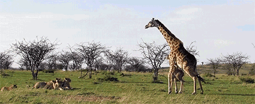 6.1米 长颈鹿的脖子为什么那么长?长颈鹿有多高?
