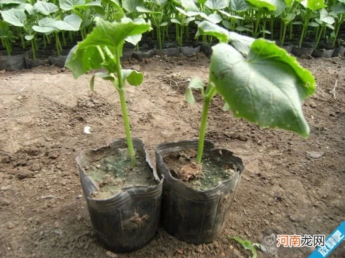 黄瓜的种植方法