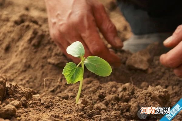 黄瓜的种植方法