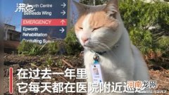 澳大利亚医院聘用猫做保安：配专属工牌 按时上下班