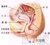 不侧切会有会阴撕裂的危险吗？