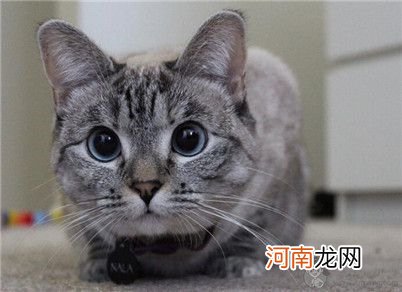 【图】如何让老猫健康饮食？四款老年猫粮推荐