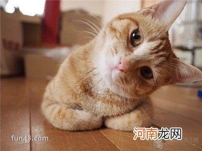 【图】如何让老猫健康饮食？四款老年猫粮推荐