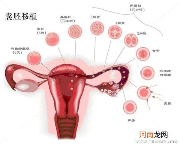 美国试管鲜胚、囊胚、冻胚移植，哪个成功率更高？