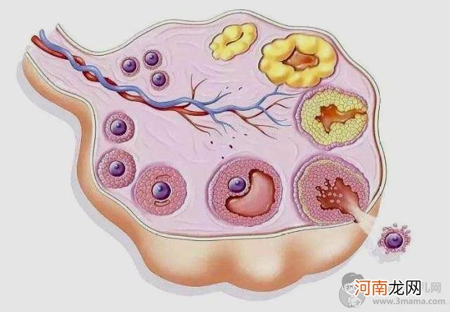 月经走后几天会排卵？抓住这3个排卵信号，提高受孕率