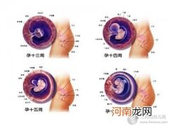 怀孕三个月已度过流产危险期,孕3月胎儿发育情况和护理要点