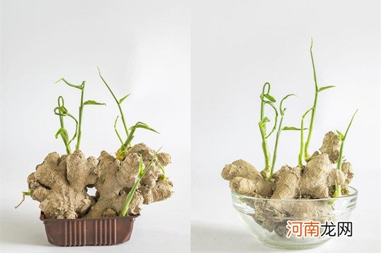 植树节环境创设 用绿色花草布置幼儿园自然角！