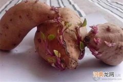 土豆发芽了不能吃 红薯发芽了还能吃吗
