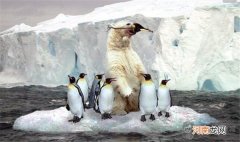 北极熊为什么不吃企鹅 北极的企鹅惨遭屠杀走投无路