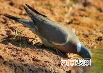 旅鸽是怎样灭绝的?数量最多的鸟100年内灭绝