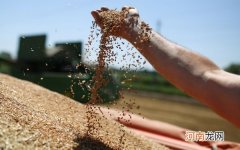 外媒：全球小麦超产供过于求 俄夺回最大出口国桂冠