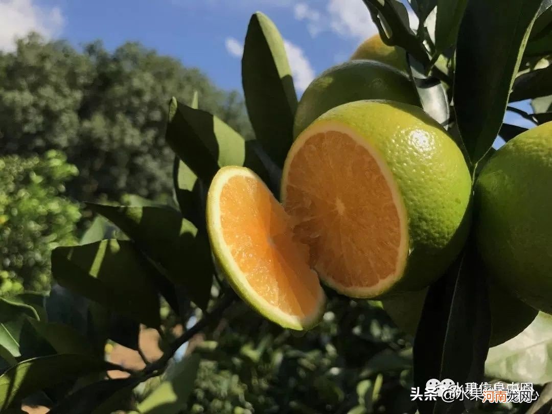 海南水果特产有哪些水果 海南水果大全图片名称