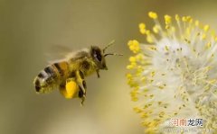 花粉过敏的治疗