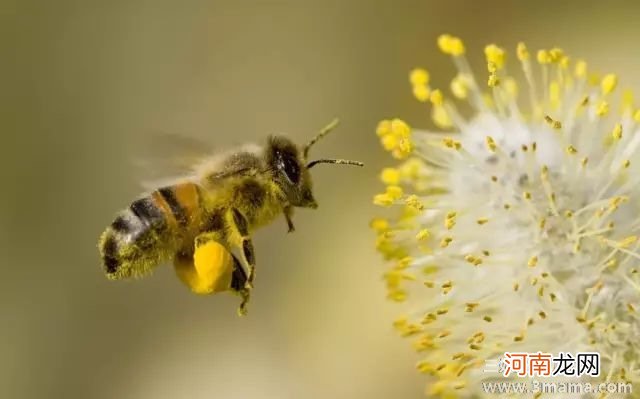 花粉过敏的治疗