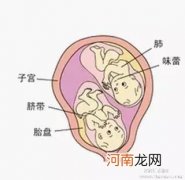 双胞胎发育过程：双胞胎的产前准备