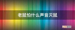 老鼠怕什么声音怎样才能灭老鼠 老鼠怕什么声音灭鼠