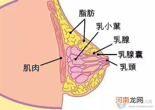 婆婆说，都怪你胸太小，害的我大孙子没有奶吃！