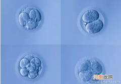 海外试管婴儿一定要选择囊胚移植吗？