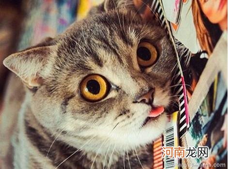 吐舌头的猫咪