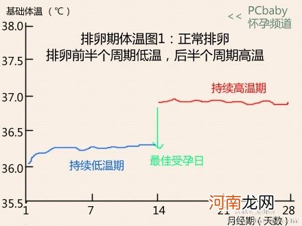 排卵期体温